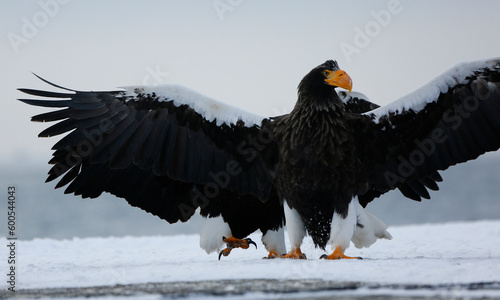 Steller's sra eagle photo