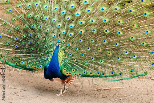 Male indian peafowl blue (Pavo cristatus) showing his spread tail,  courtship of females
