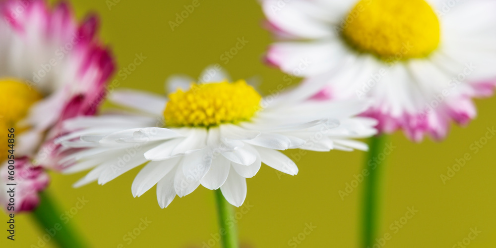 Fototapeta premium bouquet of white and pink daisies on a yellow background