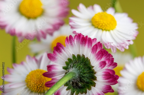 bouquet of white and pink daisies on a yellow background