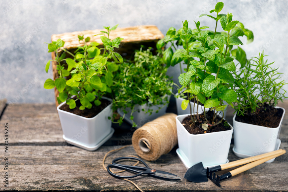 Pots with fresh aromatic herbs .Assorted fresh herbs growing in pots on a light background. Close-up. Rosemary, basil, mint, thyme and oregano. Mixed fresh aromatic herbs in a pot.Spicy herbs. - obrazy, fototapety, plakaty 