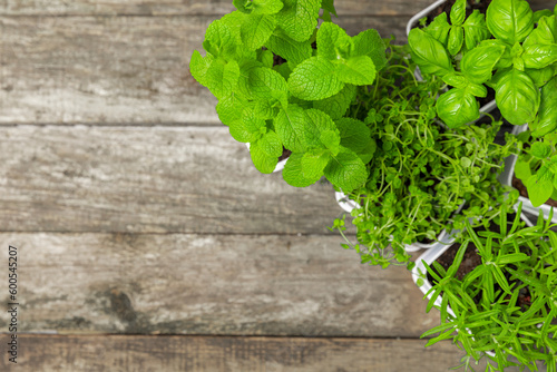 Herbs in a pot. Assorted fresh herbs growing in pots on a dark textured background. Close-up. Rosemary  basil  mint  thyme and oregano. Mixed fresh aromatic herbs in a pot.Spicy herbs.Place for text.