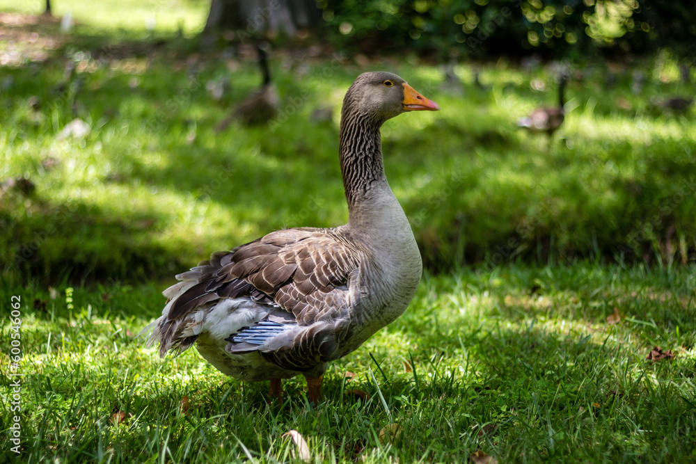 duck, goose, or swan? honestly I don't know, but I'm sure it's a bird - vol. 3 duck, goose, or swan? honestly I don't know, but I'm sure it's a bird - vol. 3