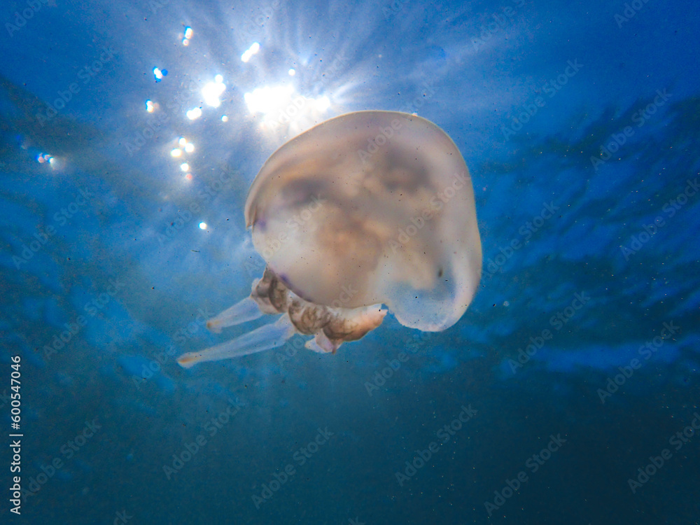 Mediterranean jellyfish. jellyfish in Mediterranean sea swimming and