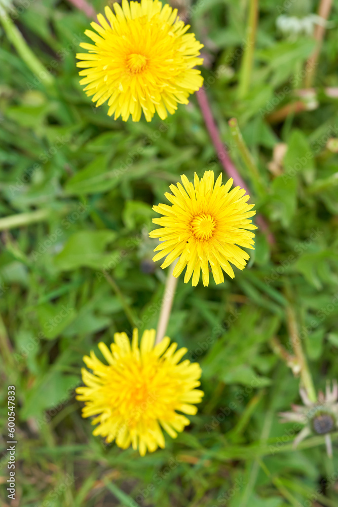 Dandelion and green grass in the background. Dandelion and green grass in the background.