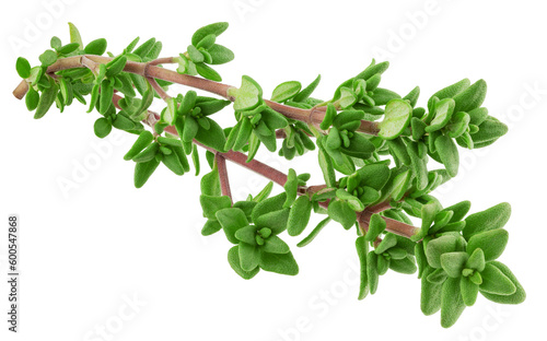 Thyme isolated on white background, full depth of field