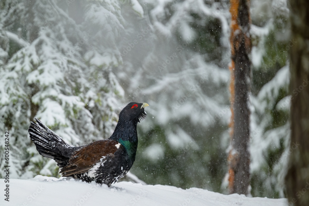 Male Western Capercaillie (Tetrao Urogallus) Wood Grouse at lek during the courting season Male Western Capercaillie (Tetrao Urogallus) Wood Grouse at lek during the courting season