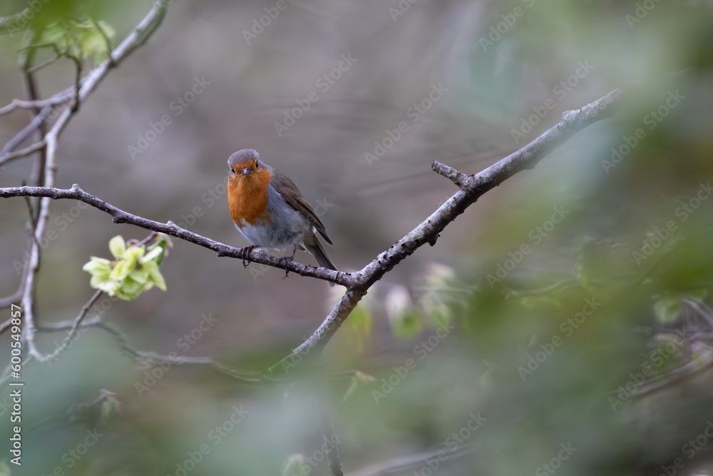 robin on a branch