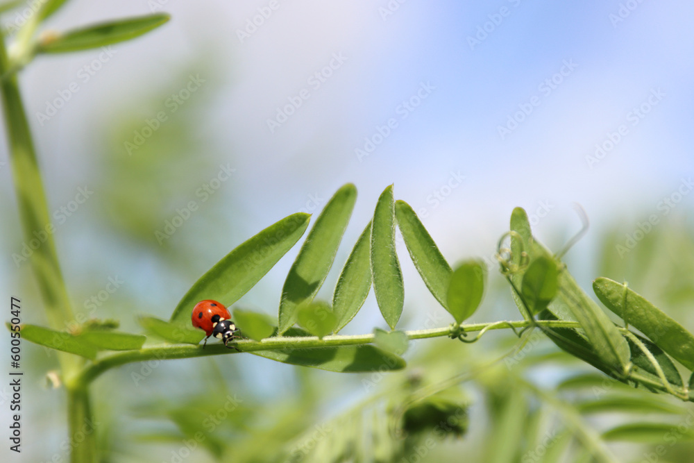 Ladybird on a sweet pea leaves. Blue cloudy sky background. Ladybug life. Spring Vetch plant on a wild meadow. Low angle view. Copy space. Selective focus. Ladybird on a sweet pea leaves. Blue cloudy sky background. Ladybug life. Spring Vetch plant on a wild meadow. Low angle view. Copy space. Selective focus.