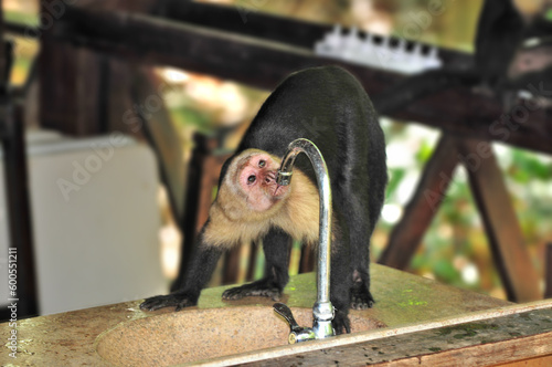 Canvas Print Wild monkey drinking tap water