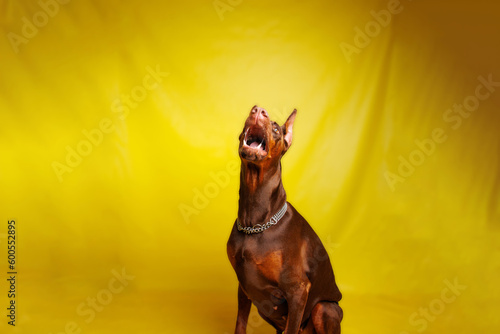 Brown Dobermann dog photo shooting in studio © Kolevski.V