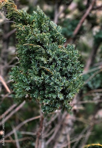 moss on tree