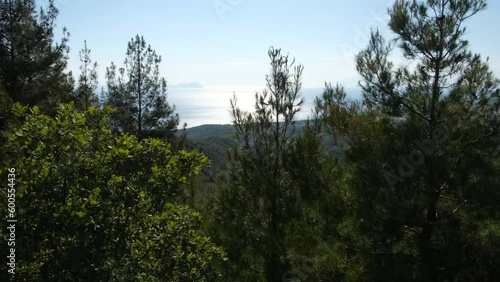 pine forest in the morning, saros gallipoli