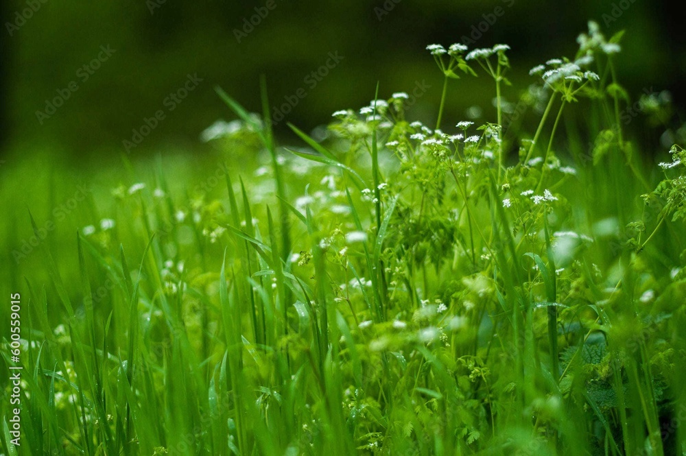 flowers, flower background, nature, tulips, daffodils, flower wallpaper, nature, flower, pink, plant, garden, blossom, bloom, rose, spring, flora, peony, beauty, petal, blooming, tree, red, floral flowers, flower background, nature, tulips, daffodils, flower wallpaper, nature, flower, pink, plant, garden, blossom, bloom, rose, spring, flora, peony, beauty, petal, blooming, tree, red, floral