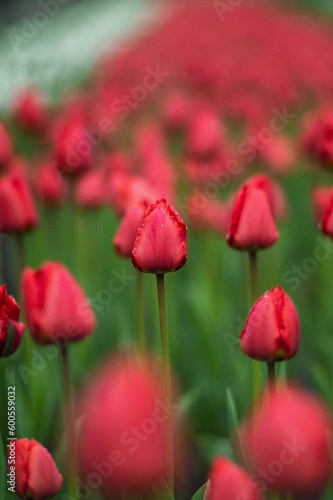 flowers, flower background, nature, tulips, daffodils, flower wallpaper, nature, flower, pink, plant, garden, blossom, bloom, rose, spring, flora, peony, beauty, petal, blooming, tree, red, floral