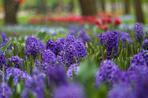 Fototapeta Naklejka Na Ścianę i Meble -  flowers, flower background, nature, tulips, daffodils, flower wallpaper, nature, flower, pink, plant, garden, blossom, bloom, rose, spring, flora, peony, beauty, petal, blooming, tree, red, floral