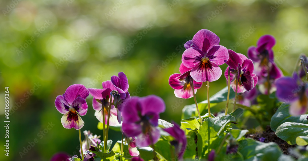 Heartsease viola flower.Colorful pansy flowers in a garden. Spring and summer floral background