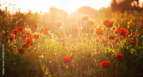 red poppies, evening sun flowers, fields of poppies, floral patterns, poppy patterns, © filiz