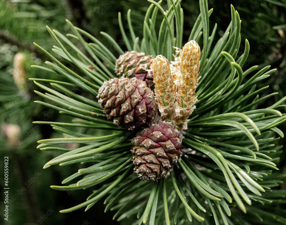 Pine branch with young shoots