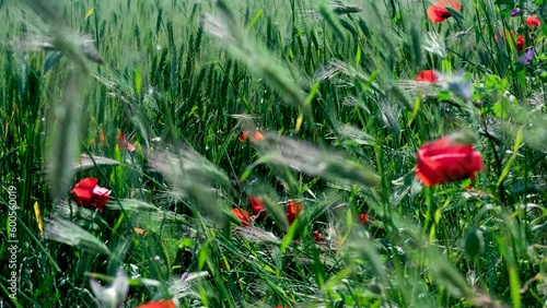 poppy flowers in the field red