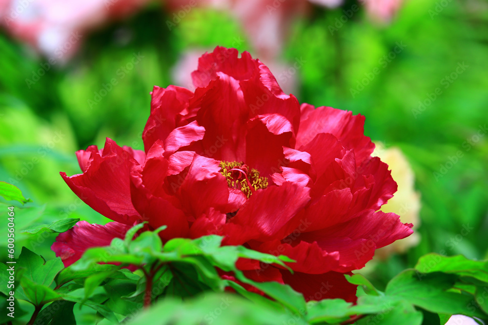 blooming red Peony flower with soft background,close-up of red Peony flower blooming in the garden
blooming red Peony flower with soft background,close-up of red Peony flower blooming in the garden