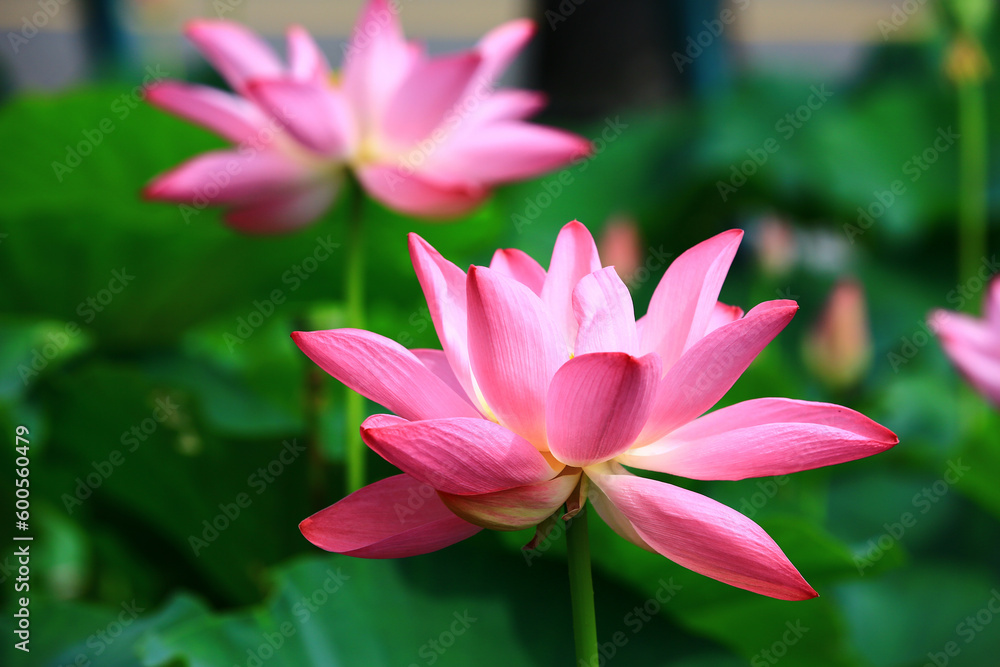 Fototapeta premium Lotus flowers with green leaves,close-up of beautiful pink lotus flowers blooming in the pond 