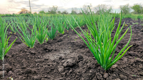 Onion sprouts in the garden. Breeding onions.