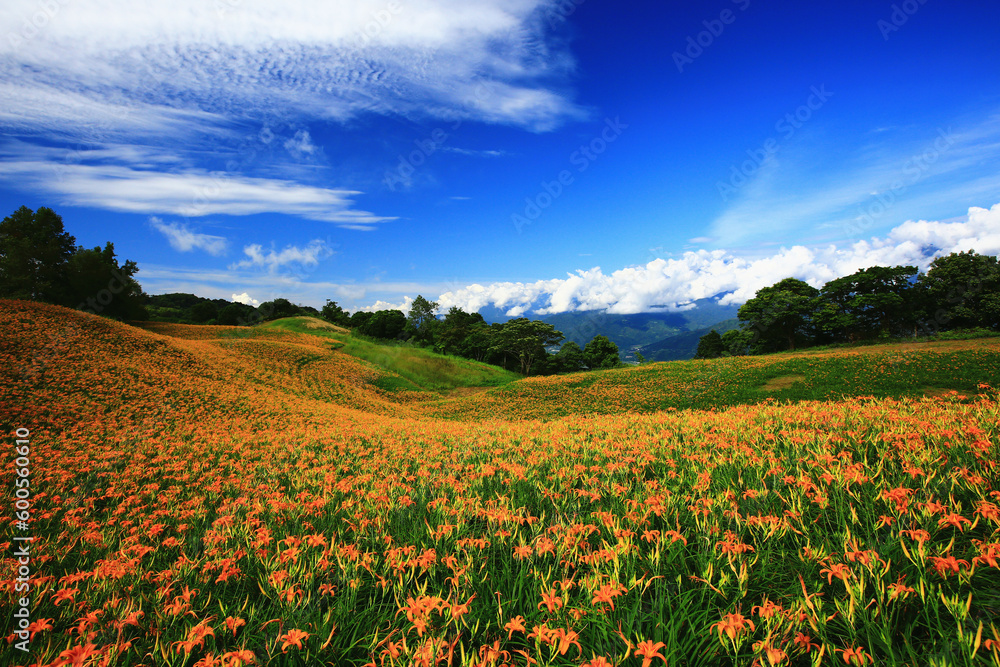 Landscape of Daylily or Hemerocallis fulva or Orange Daylily flowers with blue sky and green trees background