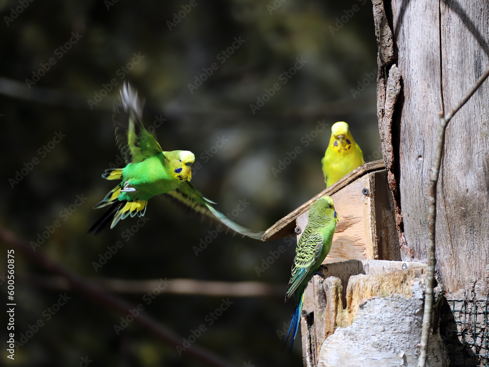 Perruche en volière