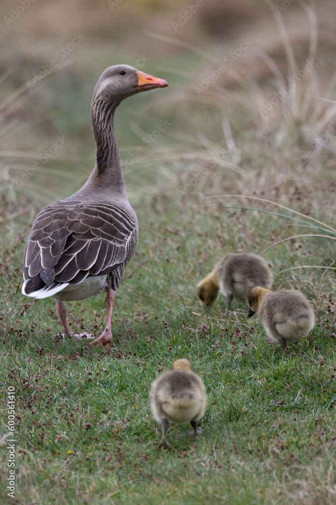 Anser anser, greylag goose, oie cendrée Anser anser, greylag goose, oie cendrée