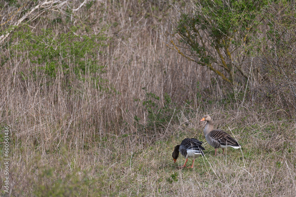 Anser anser, greylag goose, oie cendrée Anser anser, greylag goose, oie cendrée