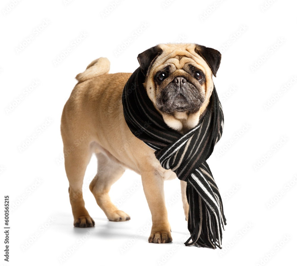 Cute pug dog in warm scarf on white background