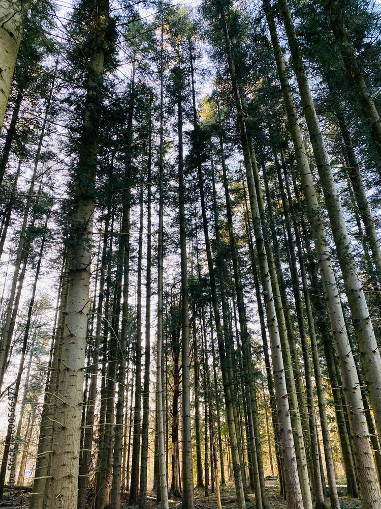 Fototapeta premium Tree line
