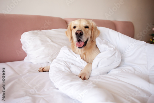 dog of the golden retriever breed lies in bed covered with warm and soft blanket, pet is resting at home under carpet