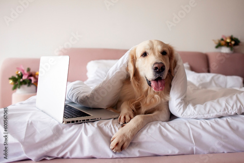cute dog of the golden retriever breed lies in bed near laptop covered with warm and soft blanket