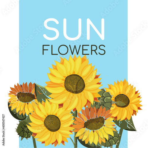 Fototapeta Naklejka Na Ścianę i Meble -  Sunflowers on a blue background with text. Field of yellow summer flowers. Sunflower seeds. Postcard or poster on the theme of botany. Drawn with paint. Vector illustration