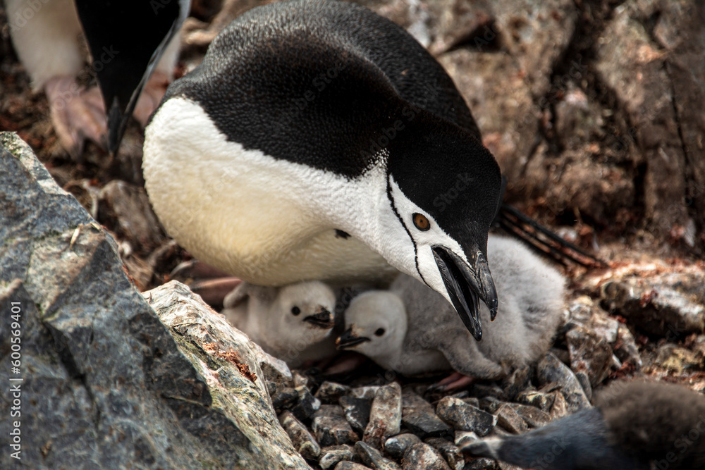 Fototapeta premium Pinguinos adelia