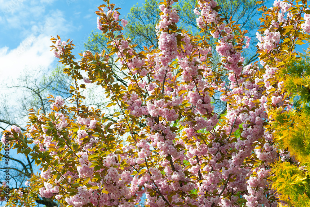 Cherry blossom. Blooming sakura flowers against the sky. Pink cherry blossom flowers in a botanical garden. Park landscape. Natural background