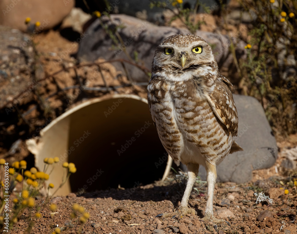 Burrowing Owls enjoying the super bloom in Scottsdale Arizona Burrowing Owls enjoying the super bloom in Scottsdale Arizona