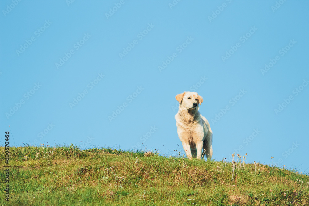 Fototapeta premium A white dog standing on mountain name as ganga choti kashmir looking at left side with blue sky background,