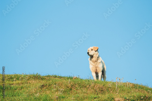 A white dog standing on mountain name as ganga choti kashmir looking at right side with blue sky background 