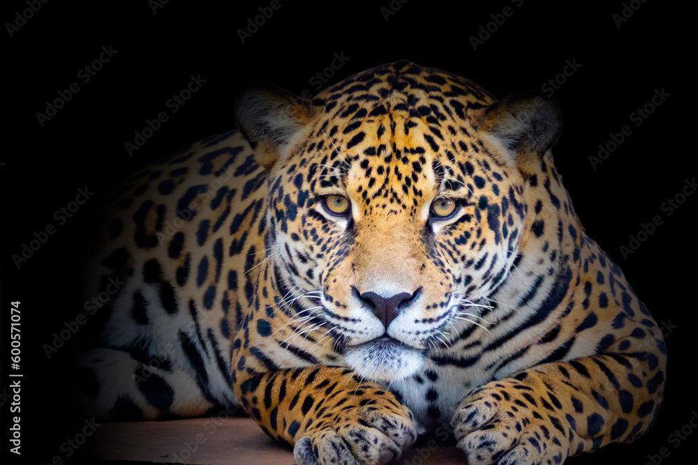 Obraz premium Wild Jaguar (Panthera onca) in portrait and selective focus with depth blur, know as 