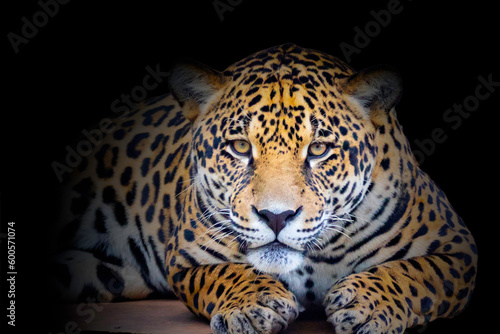 Wild Jaguar (Panthera onca) in portrait and selective focus with depth blur, know as 