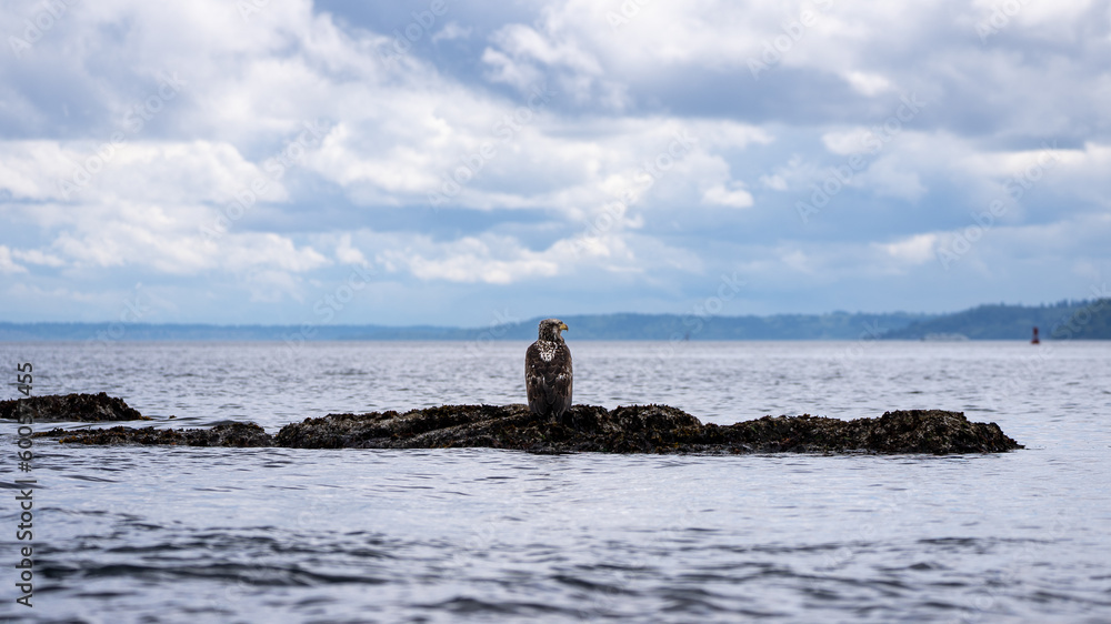 Juvenile bald eagle on rocks over water