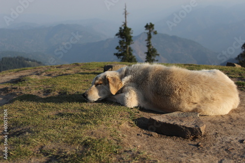 Dog taking rest on high mountain on nanga choti kashmir