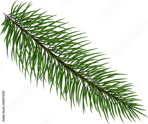 Christmas tree branches for a Christmas decor. Branches close-up. Drawing. Nature details. fir branches. Fir tree branches for decoration. Drawing. 