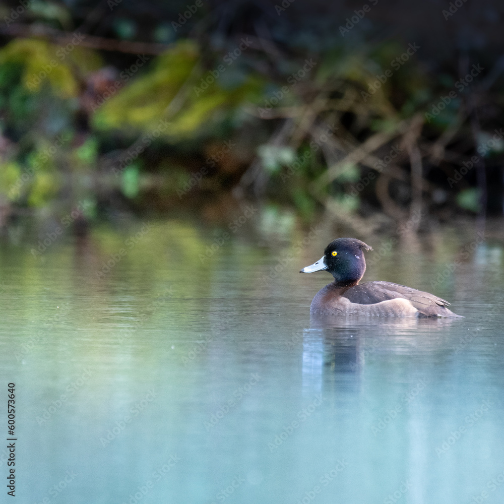 Obraz premium les rives moussues