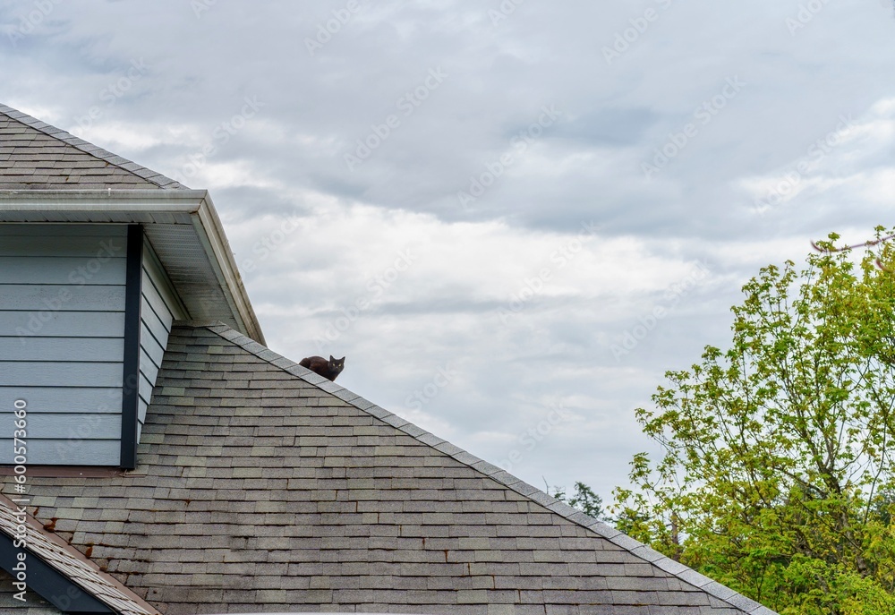 Black cat on grey shingles roof