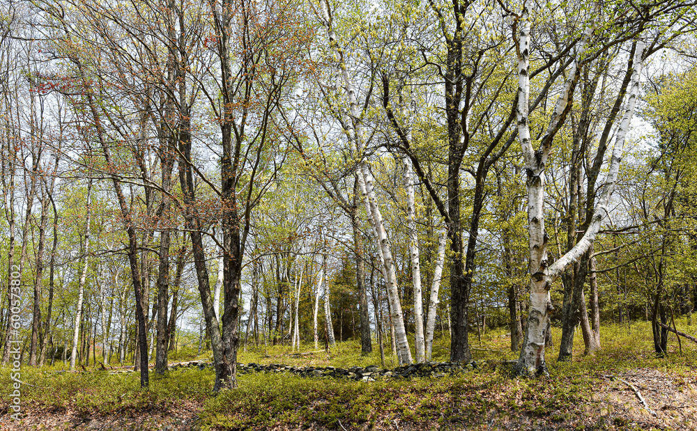 spring afternoon in new england