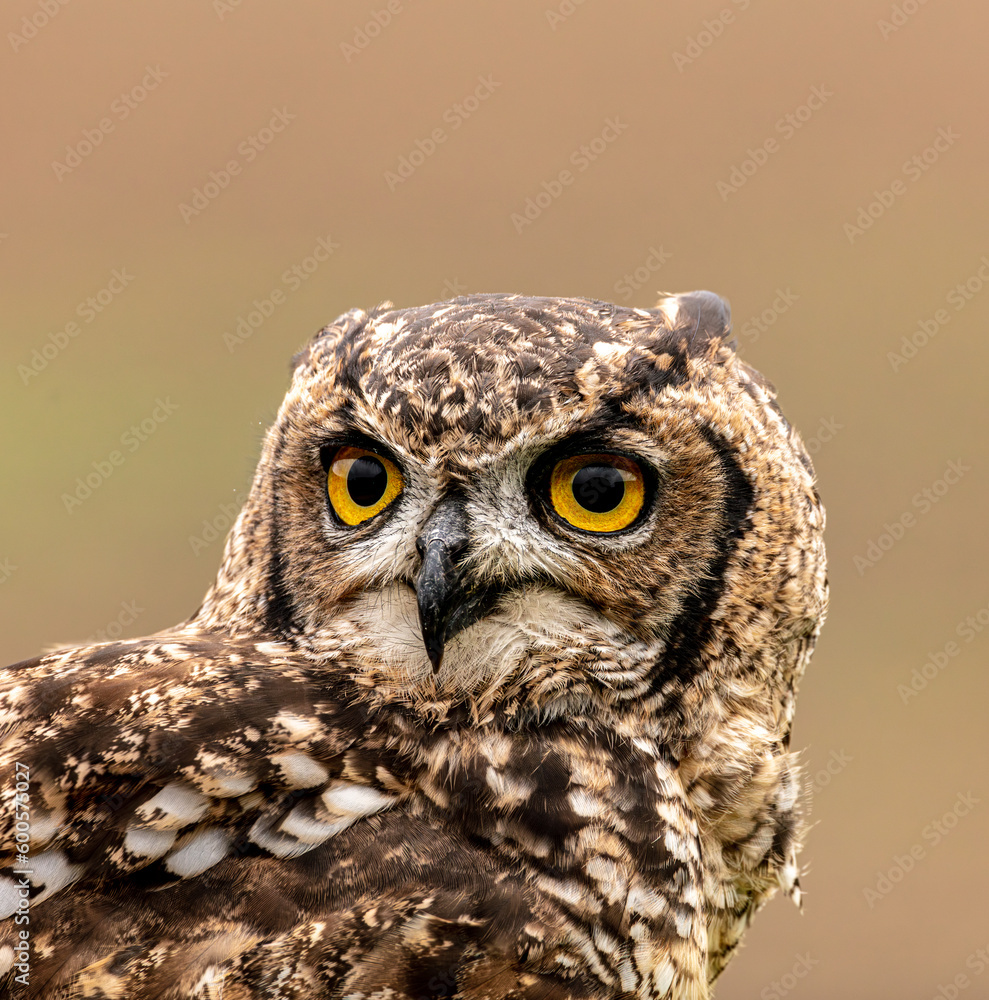 Obraz premium spotted eagle owl.